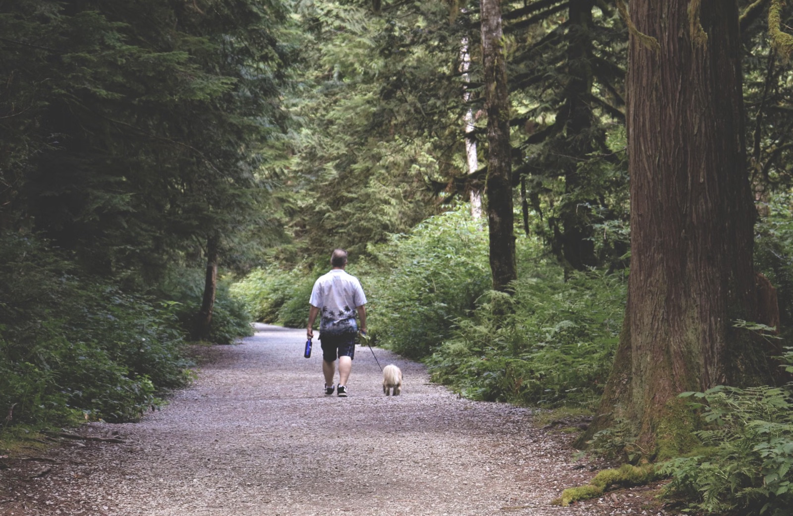 A person walking forward on a damp trail after difficult weather.