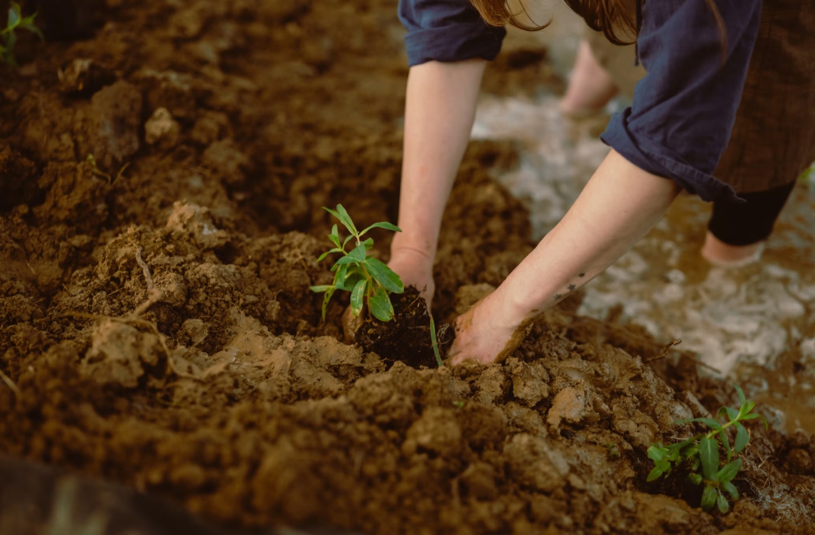 Hands planting a fresh green seedling into dark soil.