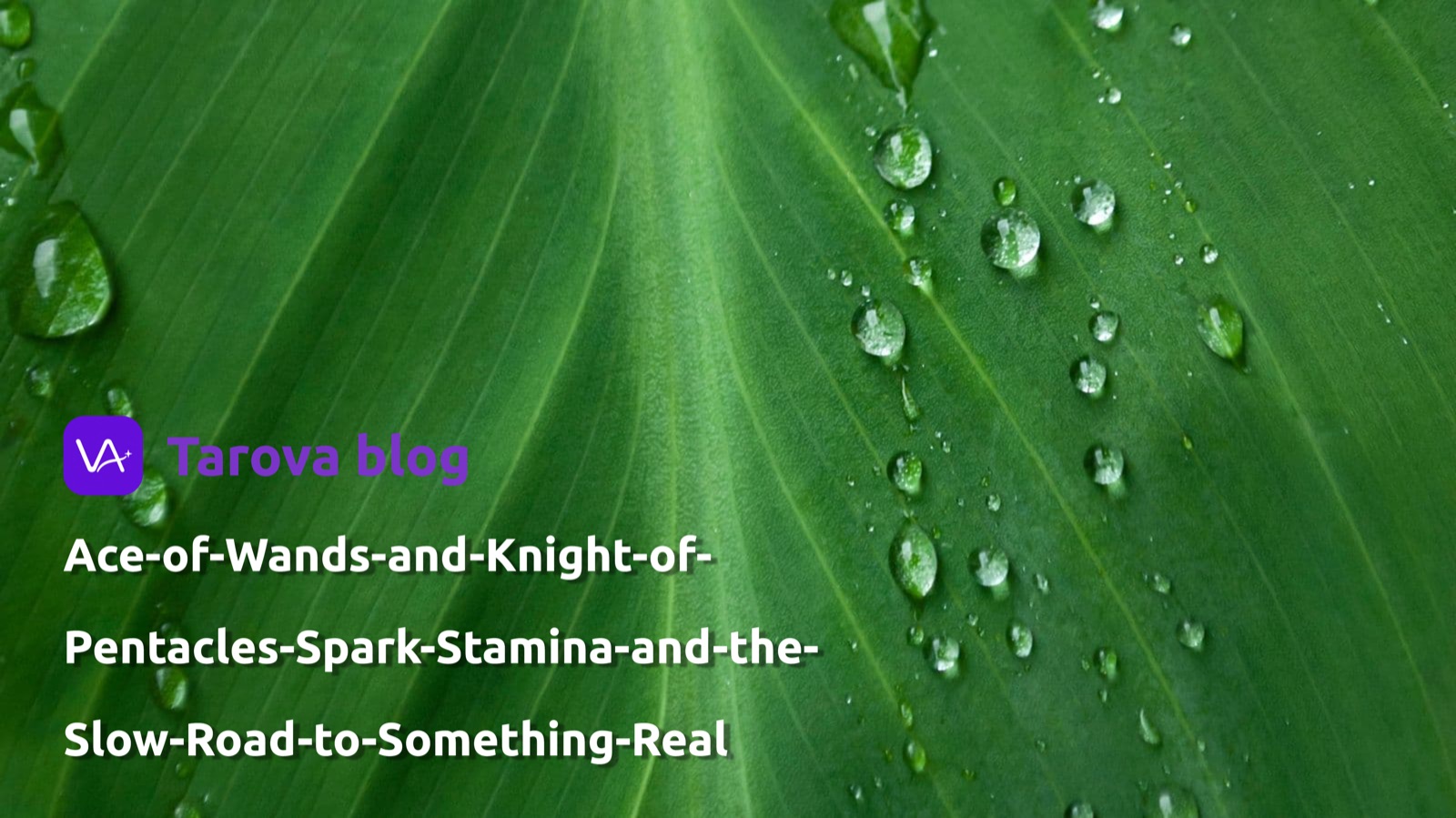 Ace of Wands and Knight of Pentacles: Spark, Stamina, and the Slow Road to Something Real