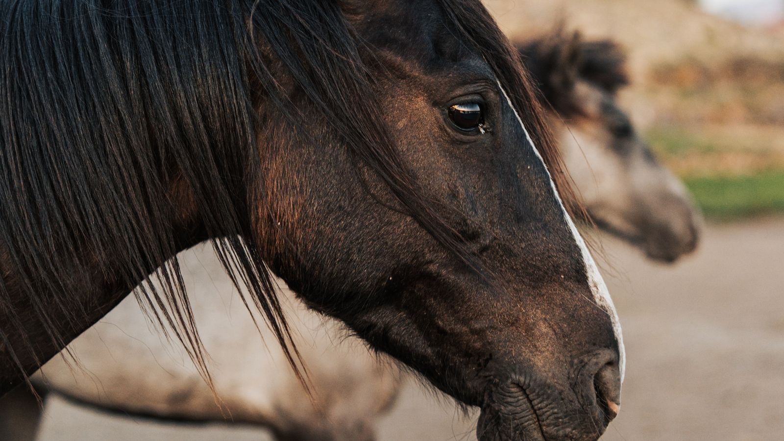A horse galloping at full speed in morning light